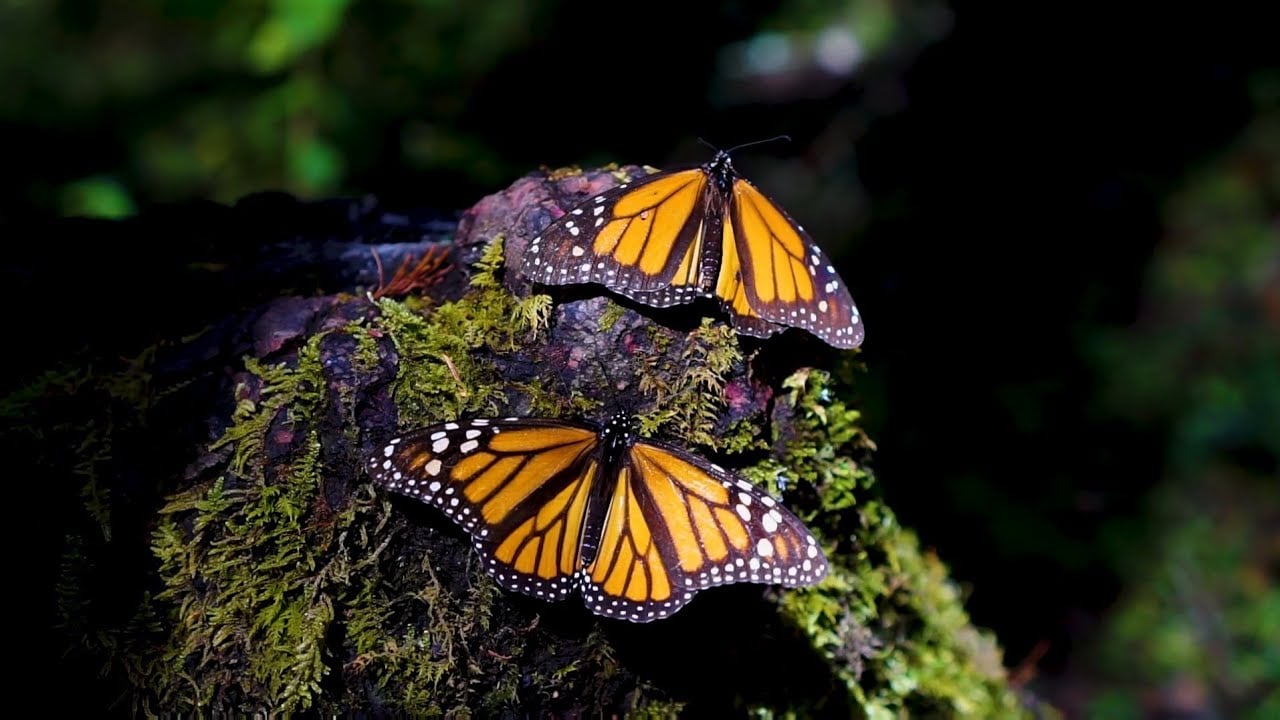 Reserva de la Biosfera de la Mariposa Monarca, Mexico.
