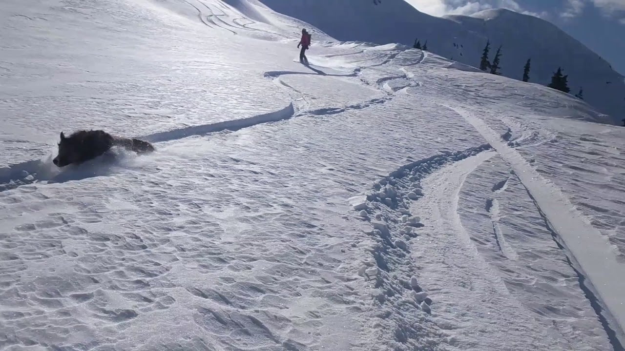 Meet Lili, the dog that shred