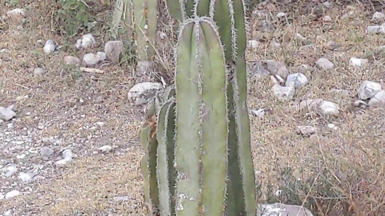 Boondocking in Bernal, Mexico.