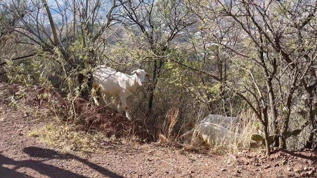 Climbing La Bufa, Guanajuato, Mexico. Mountain biking.